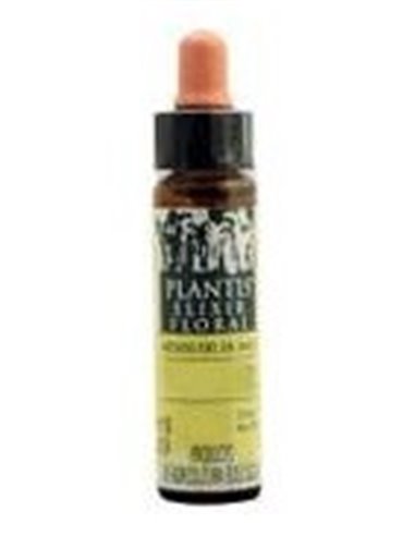 Verbena-31  Eco Plantis 10 Ml de Artesania