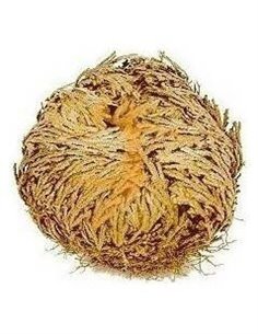 Rosa De Jerico Unidad de Plameca