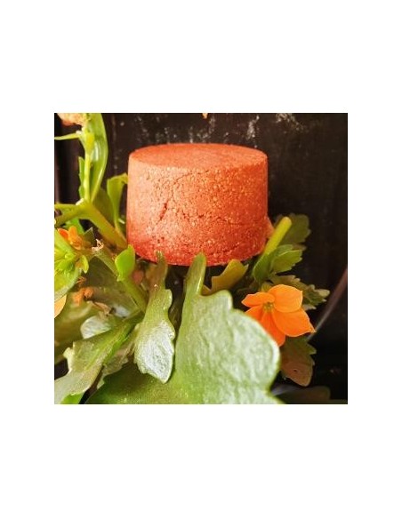 Champu Solido Cabellos Rojizos 85 Gramos Nitx