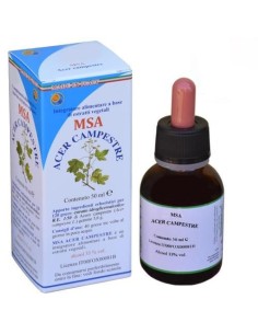 Msa Acer Campestre Yemas de Herboplanet 2