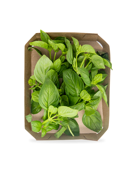 Pack 4x3 Albahaca 40g Plantis Artesanía - Frescura Natural