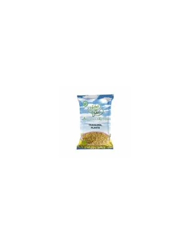 Pack 4x3  Olivo Hoja Bolsa 40 G Plantis de Artesania