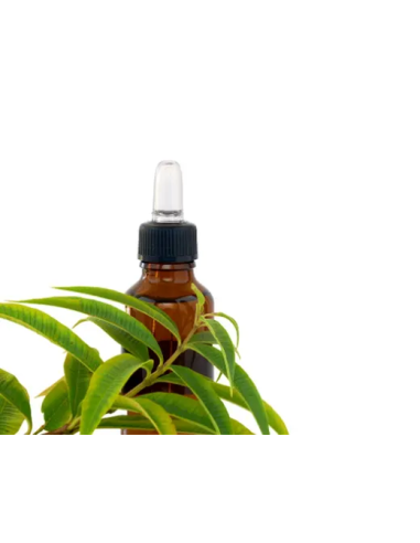 Llanten Hoja Bolsa 40g Planti Artesanía Natural y Calidad