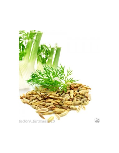 Pack 4x3  Hinojo Fruto Bolsa 40 G Planti de Artesania