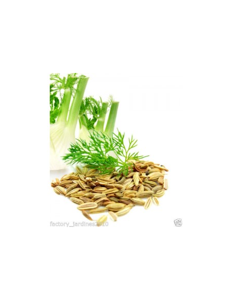 Pack 4x3  Hinojo Fruto Bolsa 40 G Planti de Artesania