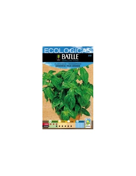Semillas Albahaca Genovese hoja grande de Batlle