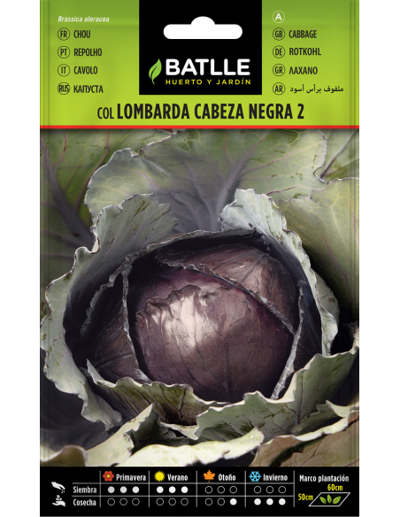Semillas Col Lombarda cabeza negra_PENC de Batlle