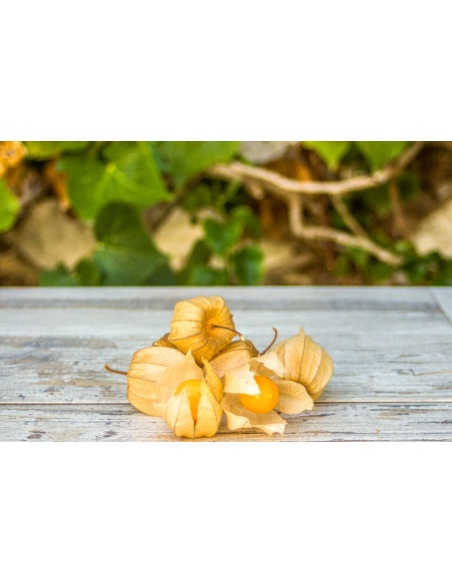 Physalis Ecológico 125G* Sin Pesticidas Garantizado 125G de Comptoirs & Compagnies