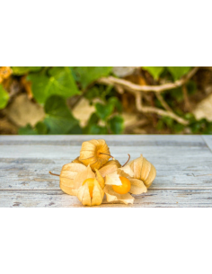Physalis Ecológico 400G Sin Pesticidas – Calidad Garantizada